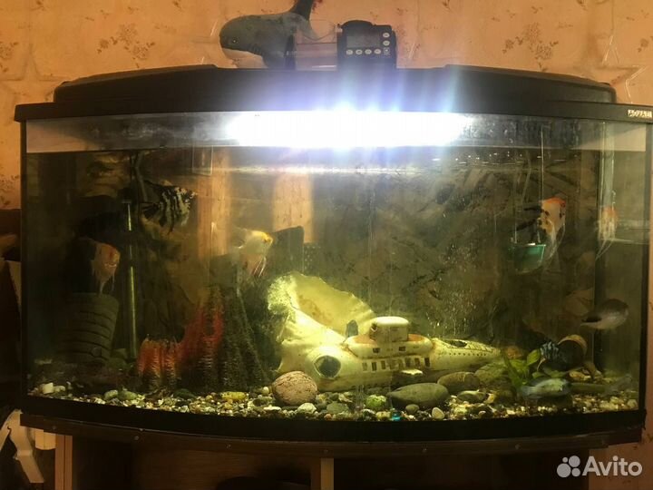 Большой аквариум с рыбами