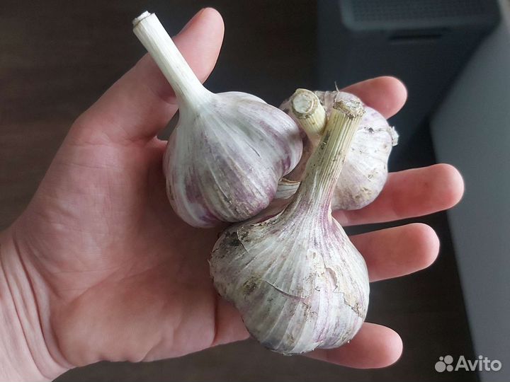 Чеснок домашний крупный
