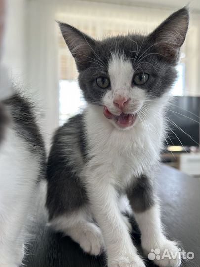 Котята породистые