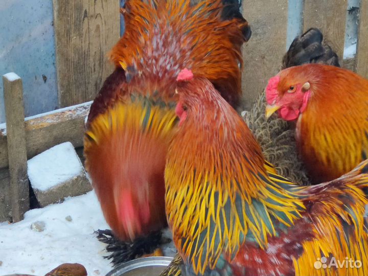 Инкубационное яйцо брама куропатчатая