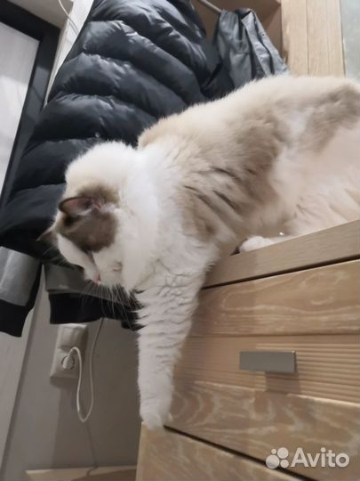 Рэгдолл с родословной в разведение