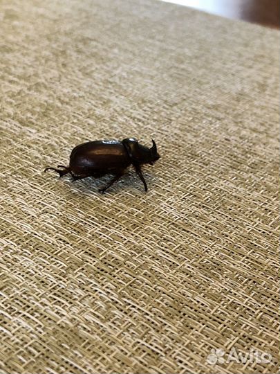 Жук носорог