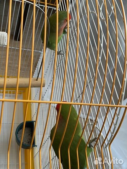 Попугай неразлучники