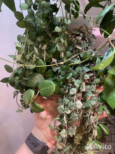 Хойи и дисхидии (hoya dischidia )