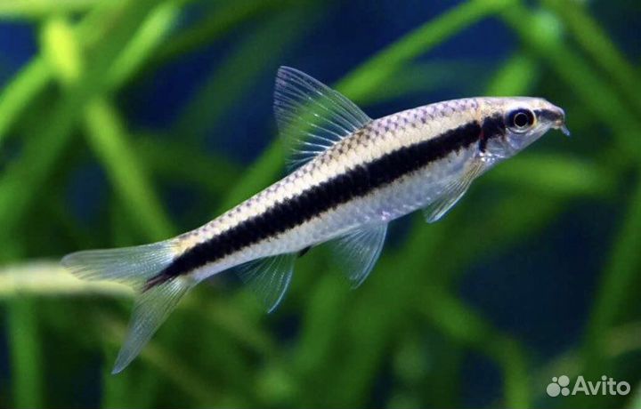 Рыбки и растения