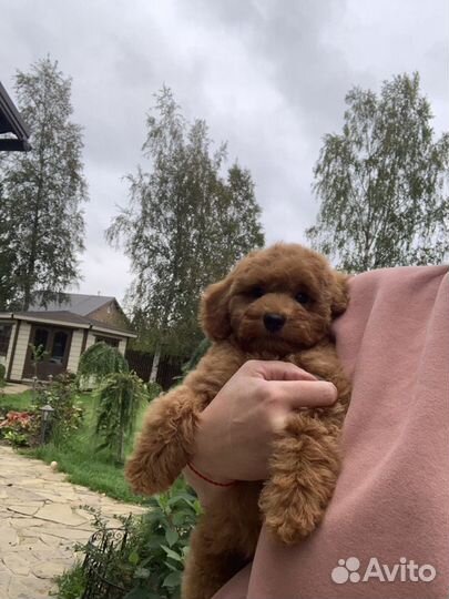 Карликовый (Миниатюрный ), той пудель