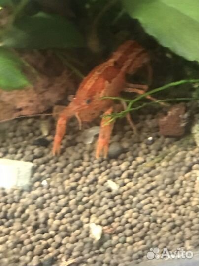 Аквариумные раки растения рыбы