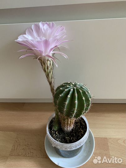 Кактусы цветущий