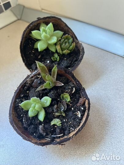 Суккуленты