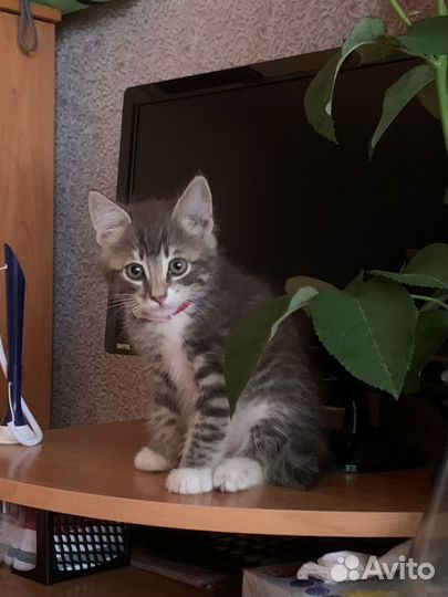 Котенок в хорошие руки