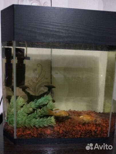 Аквариум