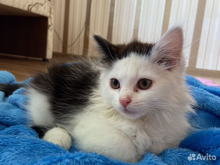 Отдам котенка в добрые руки