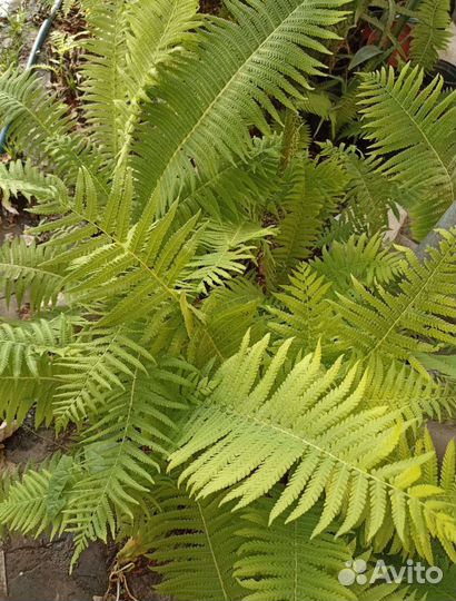 Папоротник садовый
