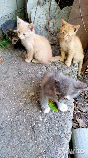 Котята в добрые руки