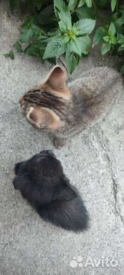 Кошка в дар бесплатно