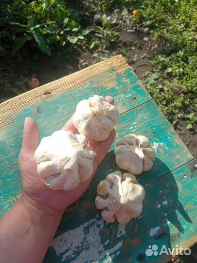 Чеснок Белый лебедь