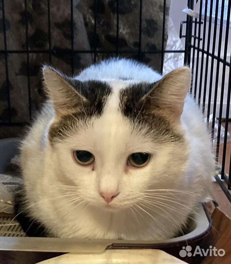 Кастрированный котик Атос в добрые руки