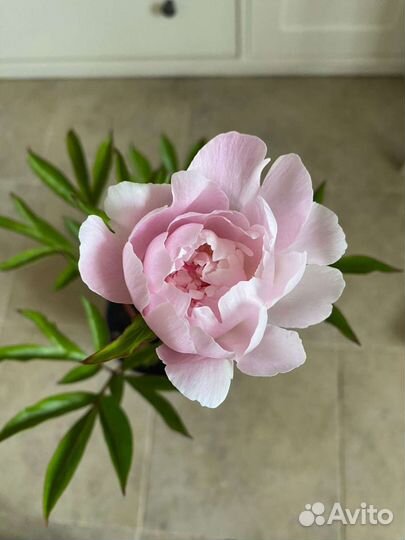 Пион сорта silvia 2 х летний