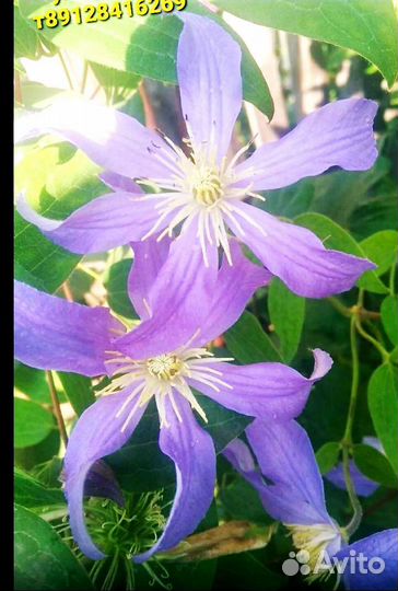 Клематисы саженцы
