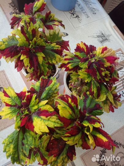 Домашние растения,цветы.колеусы и др