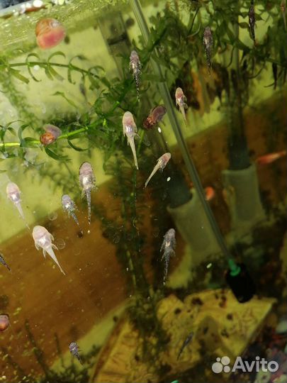 Сомики анциструсы