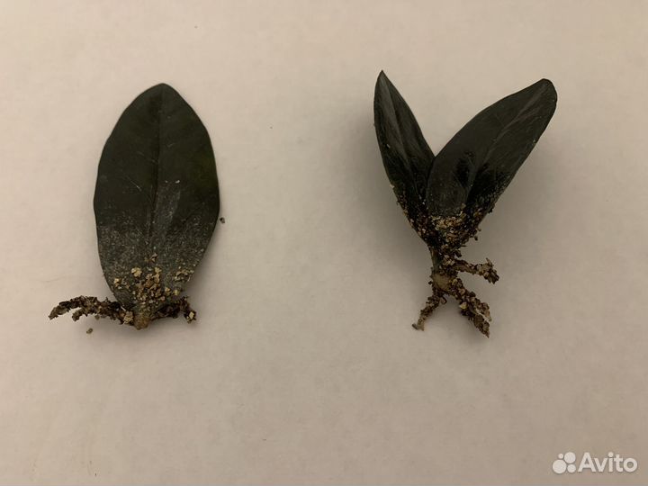 Комнатные цветы - замиокулькас Черный равен