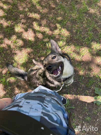 Услуги кинолога