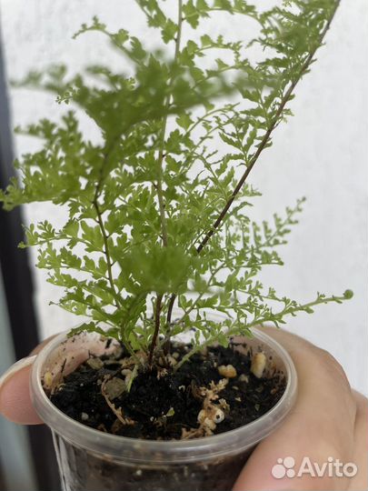 Папоротник fluffy ruffles