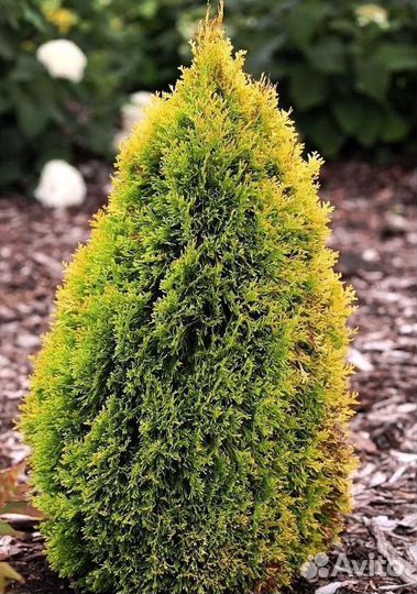 Туи для изгороди