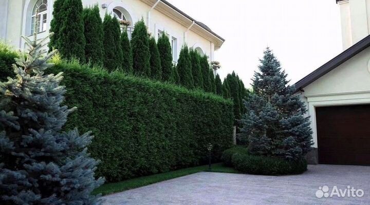 Туи западные