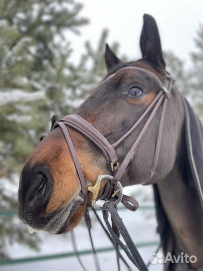 Уздечка для лошади