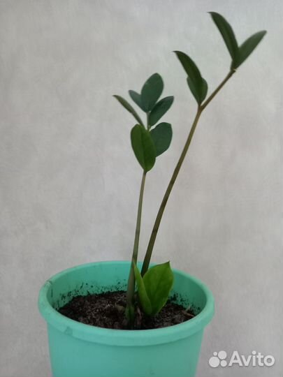 Замиокулькас