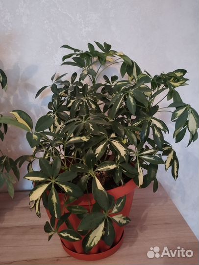 Комнатные растения цветы