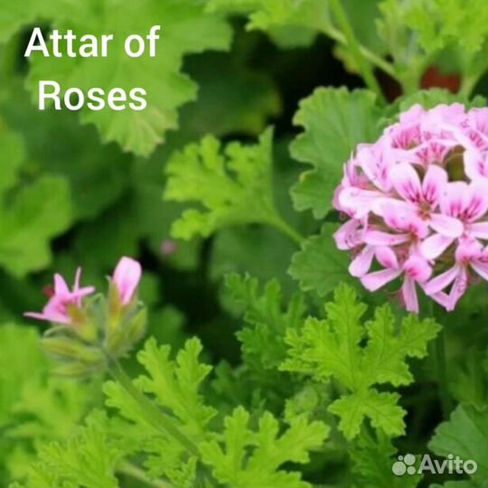 Пеларгония герань