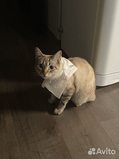 Сиамский кот