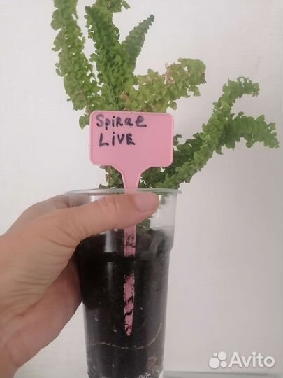 Папоротник нефролепис