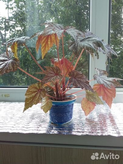 Бегония королевская Грифон