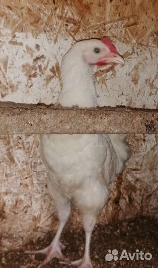 Петухи Пушкинские чистопородные 2.5 мес