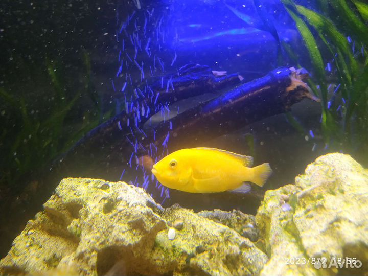 Малавийские цихлиды