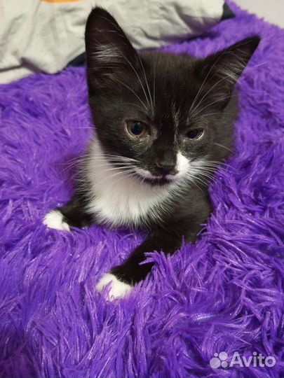 Котенок девочка