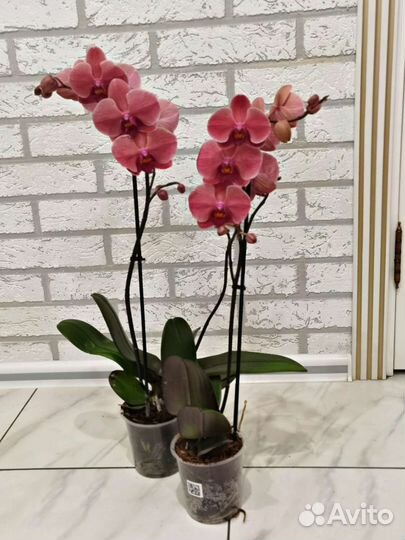 Орхидея Asian Coral