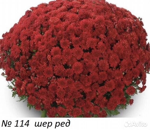 Хризантема мультифлора