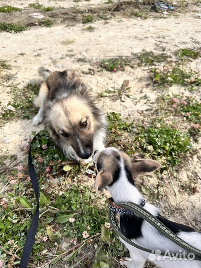 Собака в добрые руки