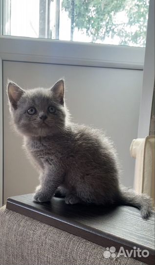 Британский котёнок мальчик голубого окраса