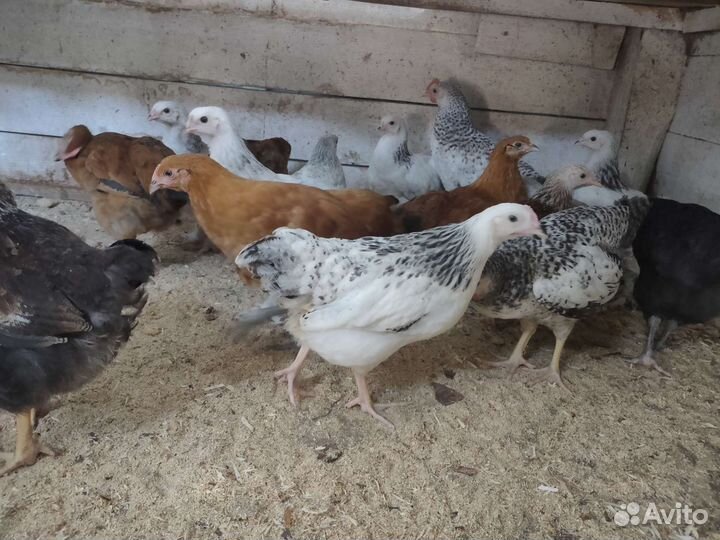 Цыплята несушки подрощенные