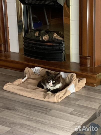 Котенок в добрые руки