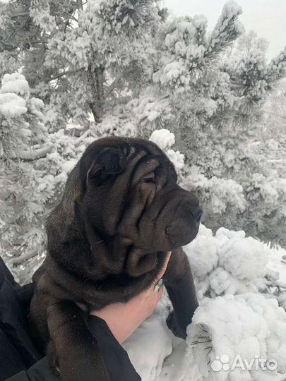 Щенки шарпей