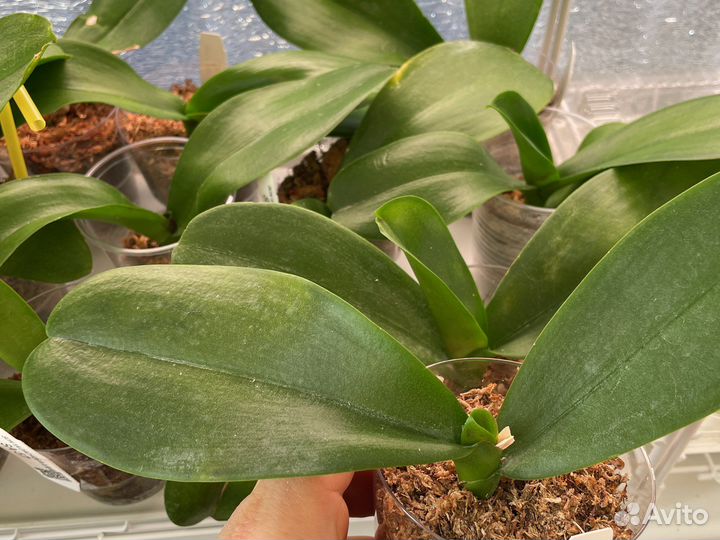 Орхидея фаленопсис бабочка от Son Ya, Sa-57