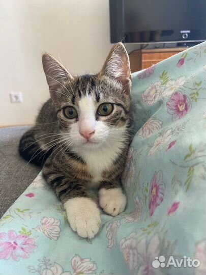 Котенок в добрые руки