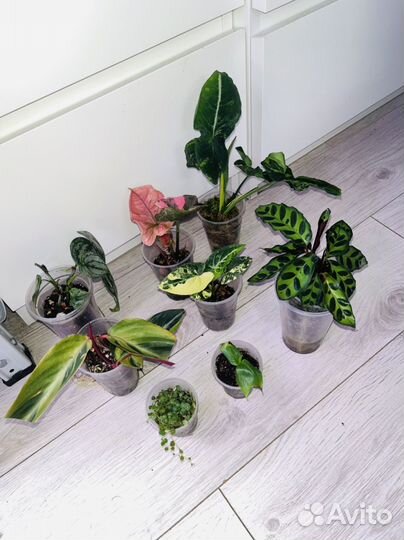 Набор комнатных растений ч.4